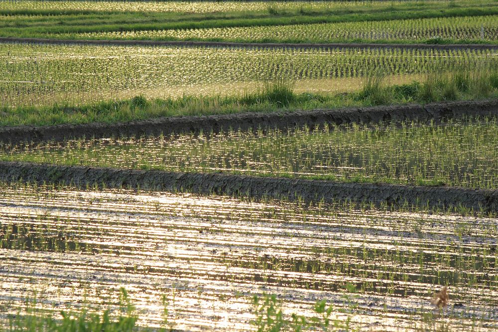 Rice field. public domain nature CC0 image.