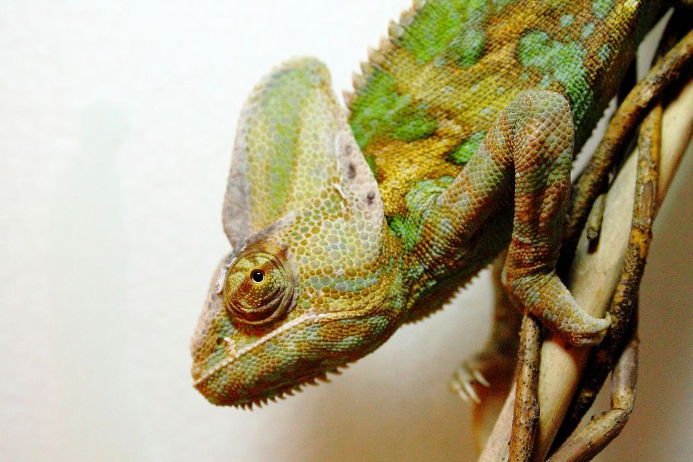 Iguana lizard. Free public domain CC0 image.