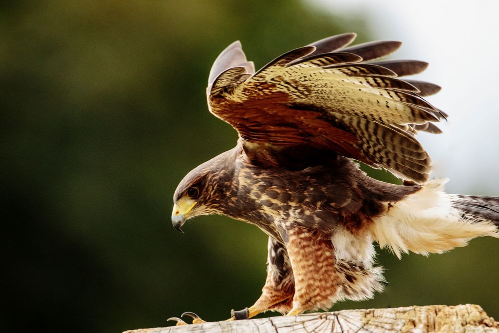 Harris hawk, animal photography. Free public domain CC0 image.