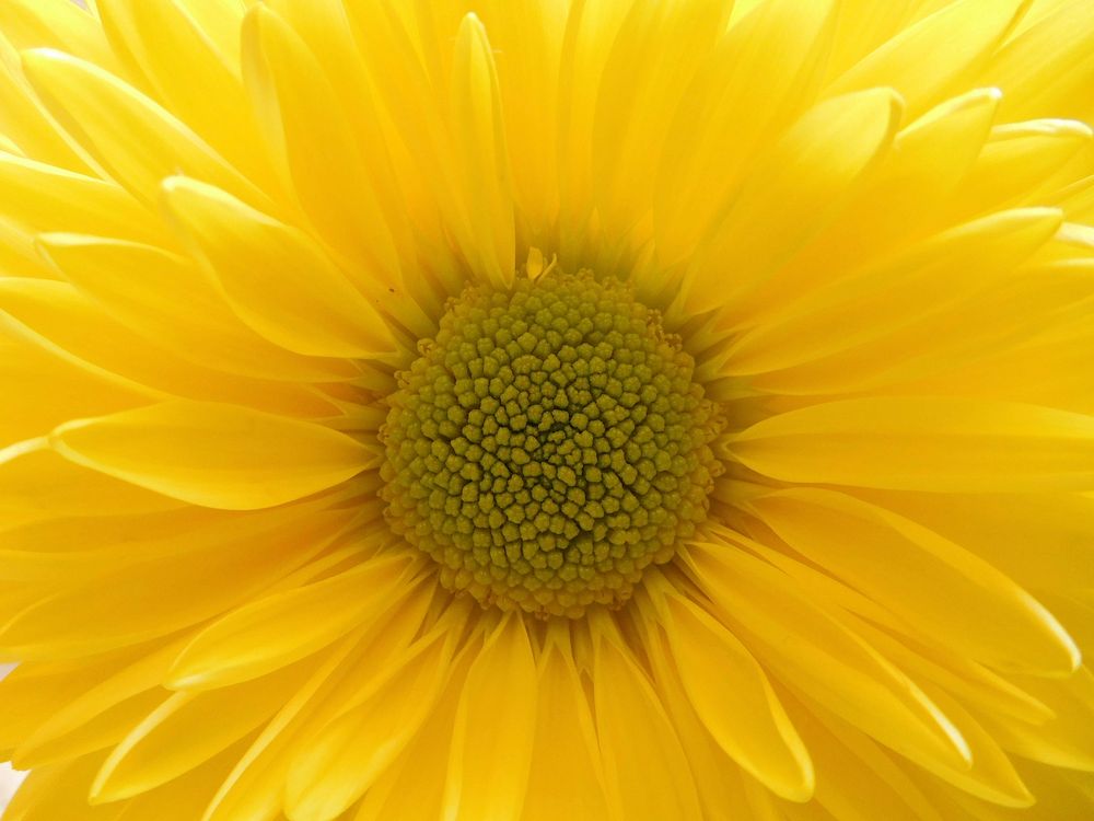 Yellow flower background, macro shot. Free public domain CC0 photo.