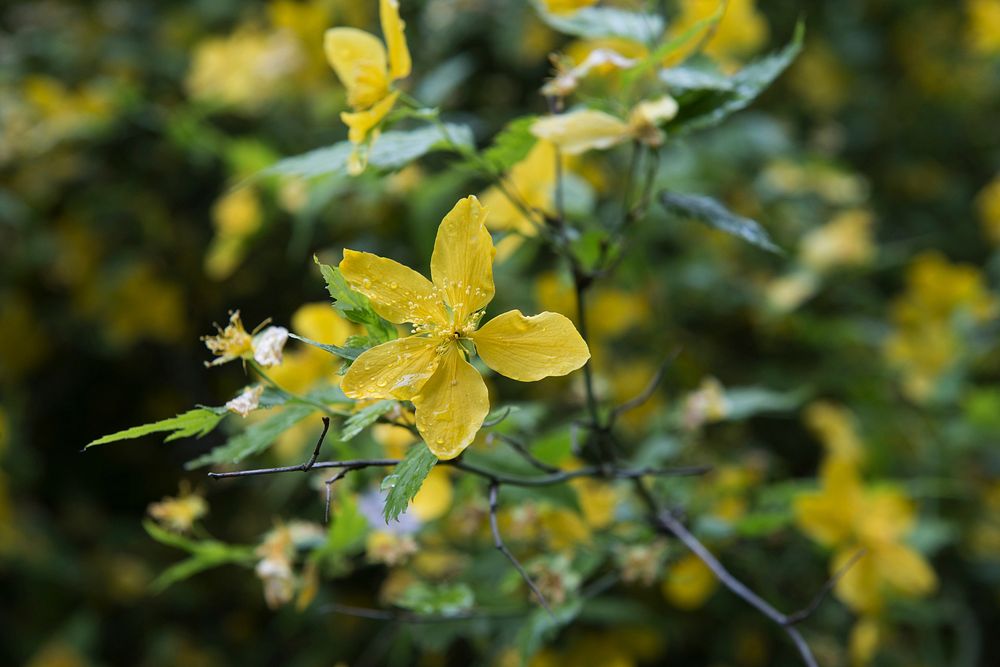 Yellow flower. Free public domain CC0 image.