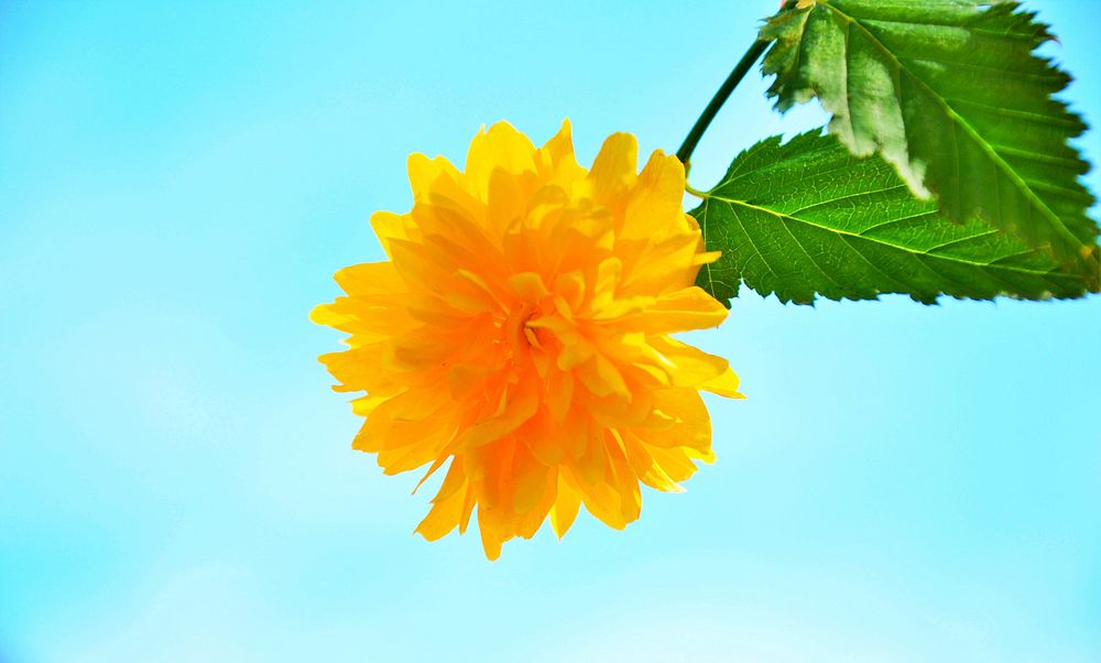 Yellow flower. Free public domain CC0 image.