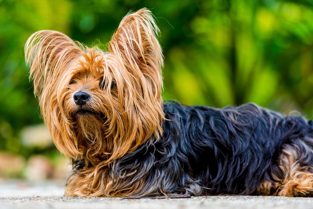 Yorkshire terrier. Free public domain CC0 photo.