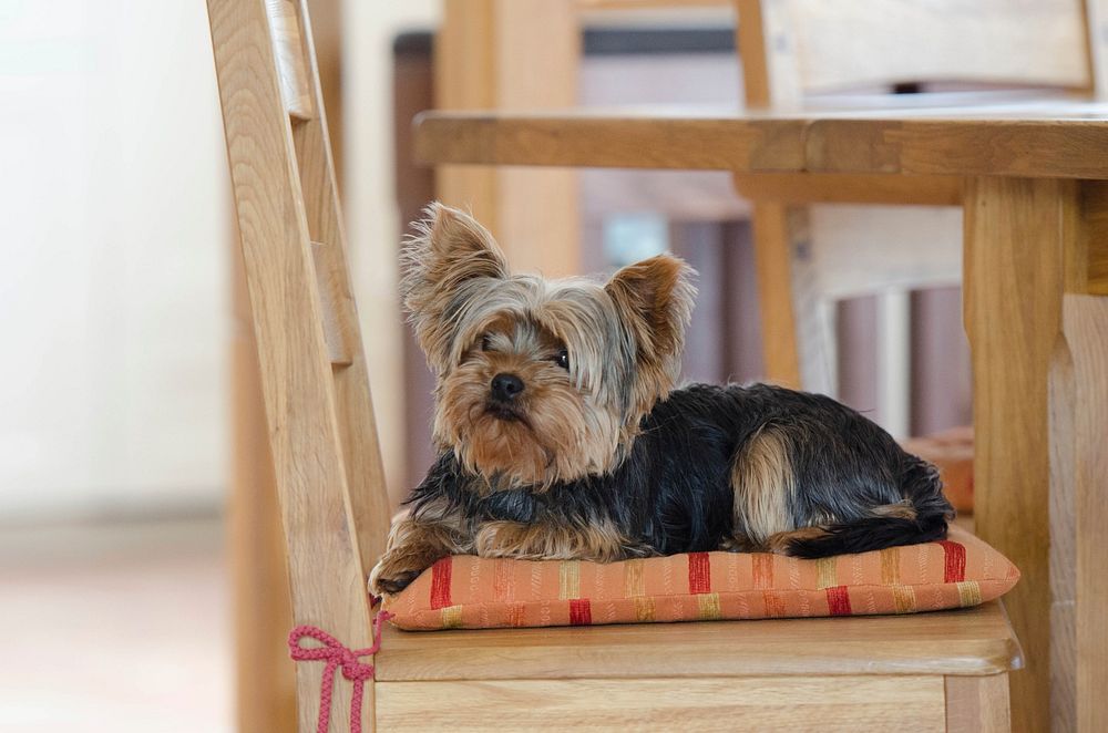 Yorkshire terrier sitting on chair. Free public domain CC0 photo.