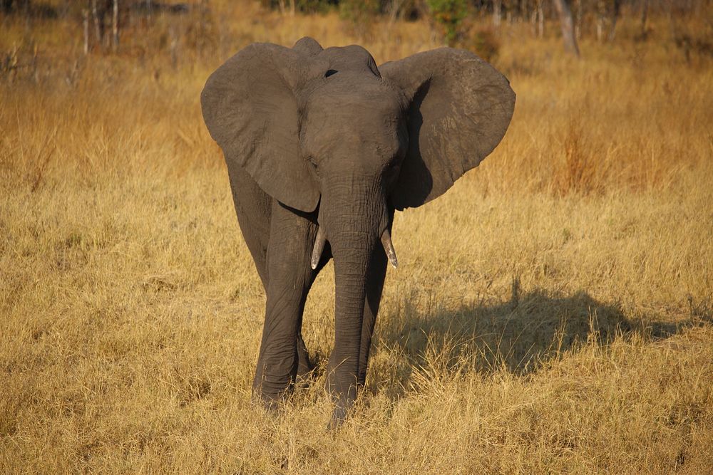 African elephant walking at the savanna. Free public domain CC0 photo.