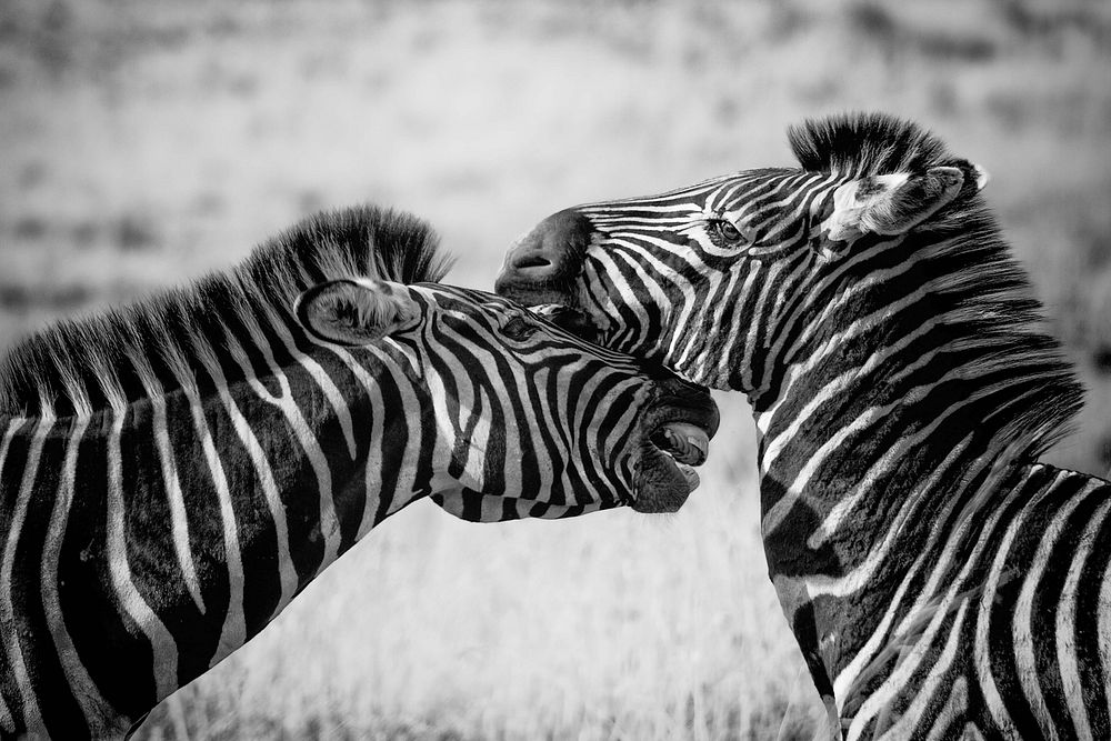 Zebra in the wild image. Free public domain CC0 photo.