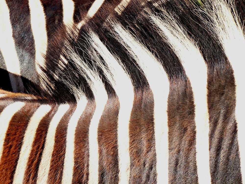 Zebra stripe closeup. Free public domain CC0 photo.