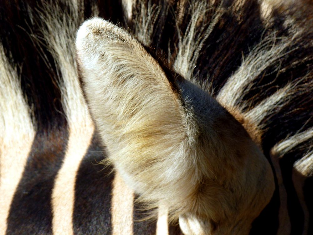 Zebra ears closeup. Free public domain CC0 photo.