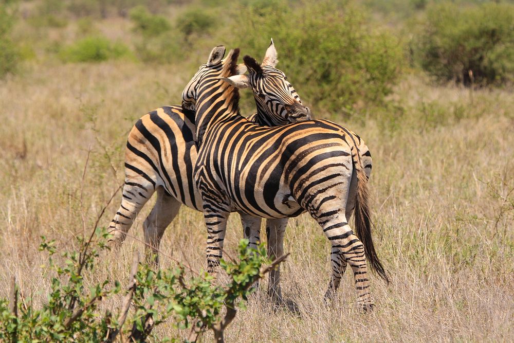 Zebra in the wild image. Free public domain CC0 photo.