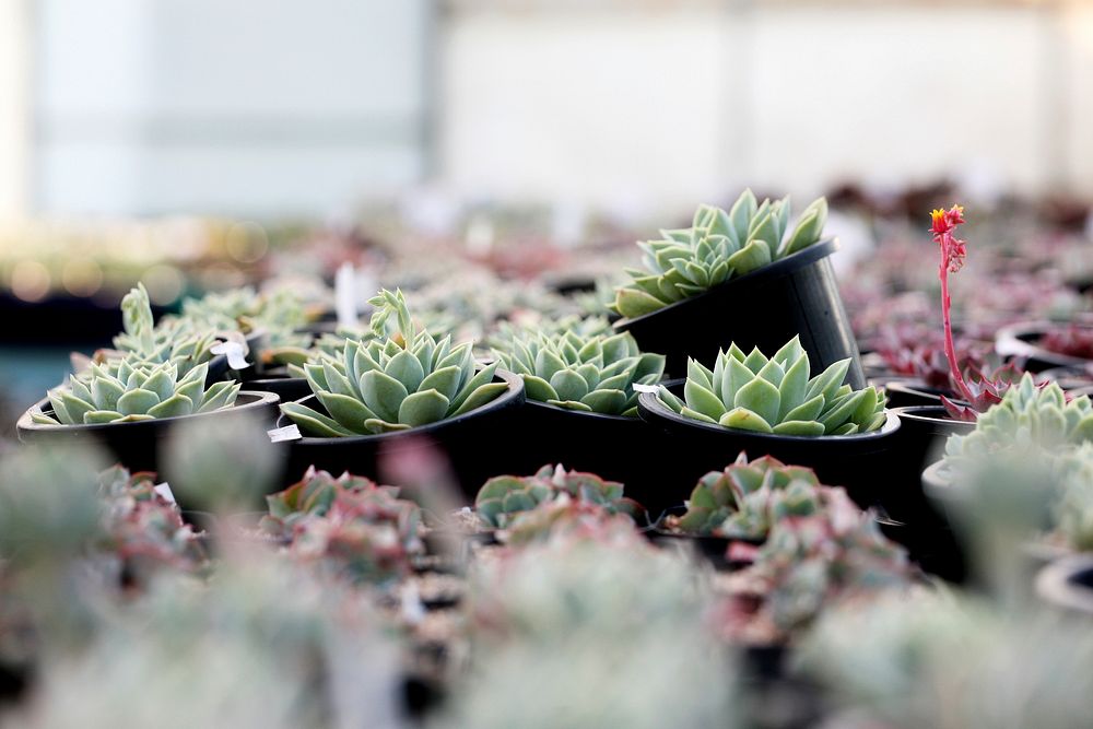 Succulent background. Free public domain CC0 photo.