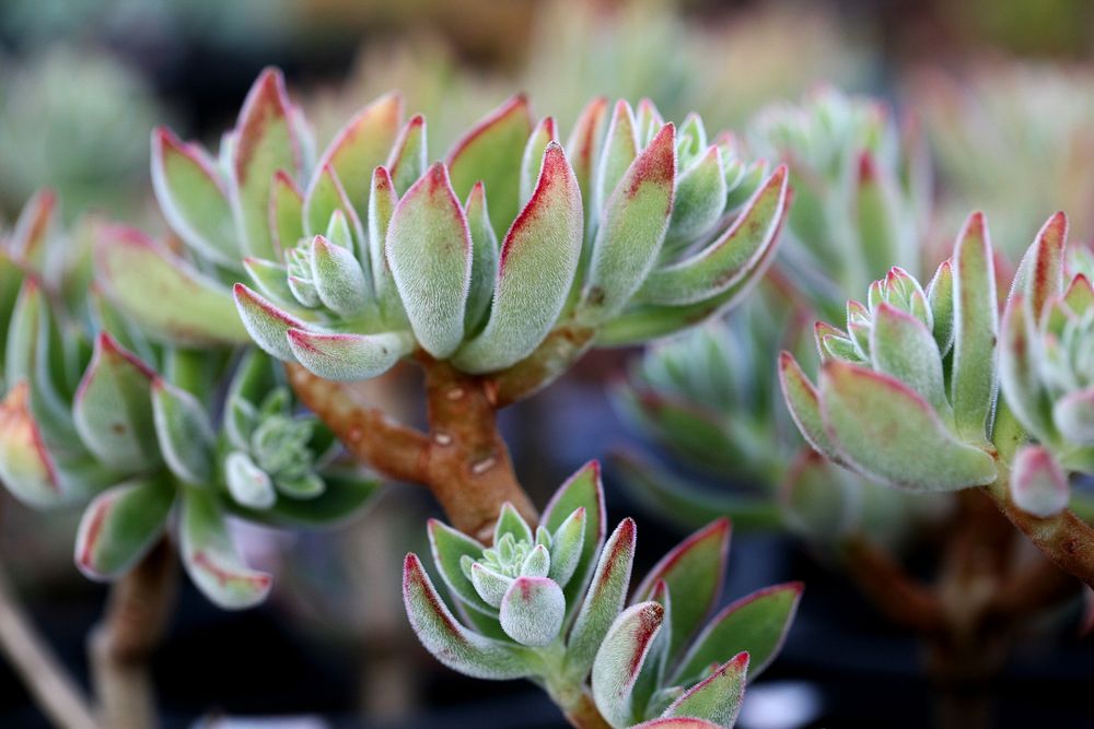 Succulent background. Free public domain CC0 image.