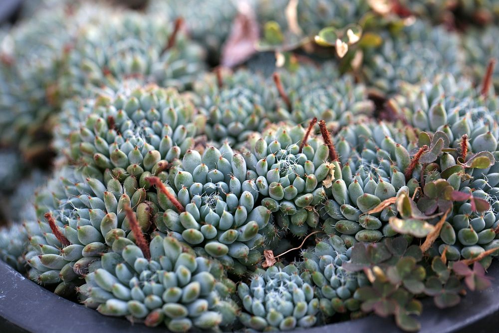 Succulent background. Free public domain CC0 photo.