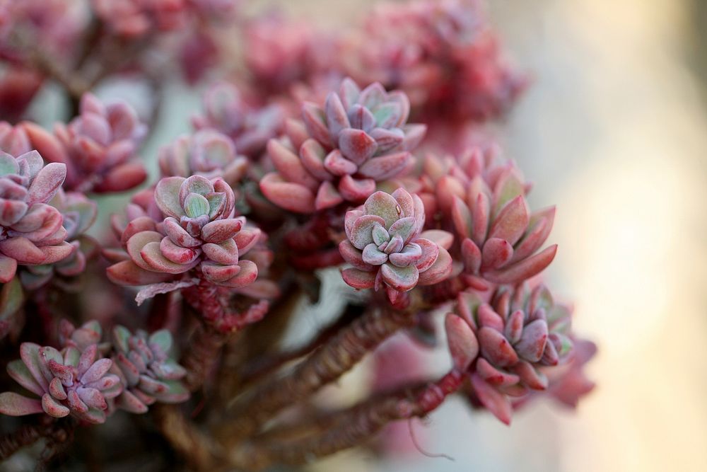 Succulent background. Free public domain CC0 image.