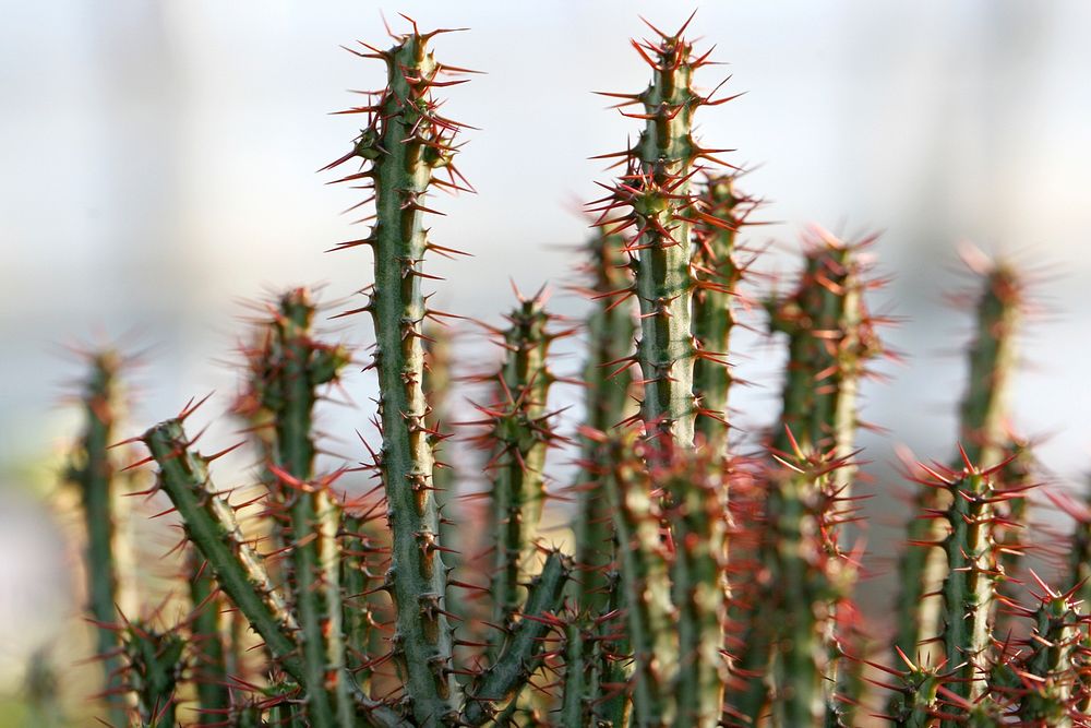 Cactus background. Free public domain CC0 photo.