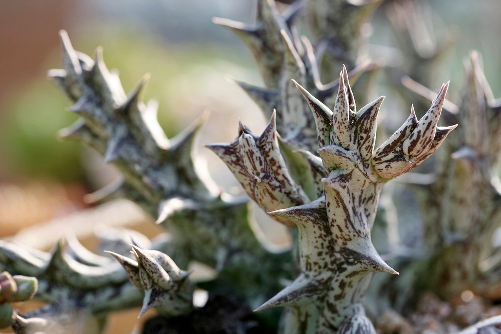 Cactus background. Free public domain CC0 image.