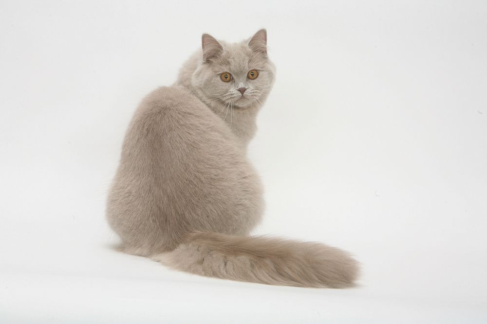 Adorable cat background. Free public domain CC0 photo.