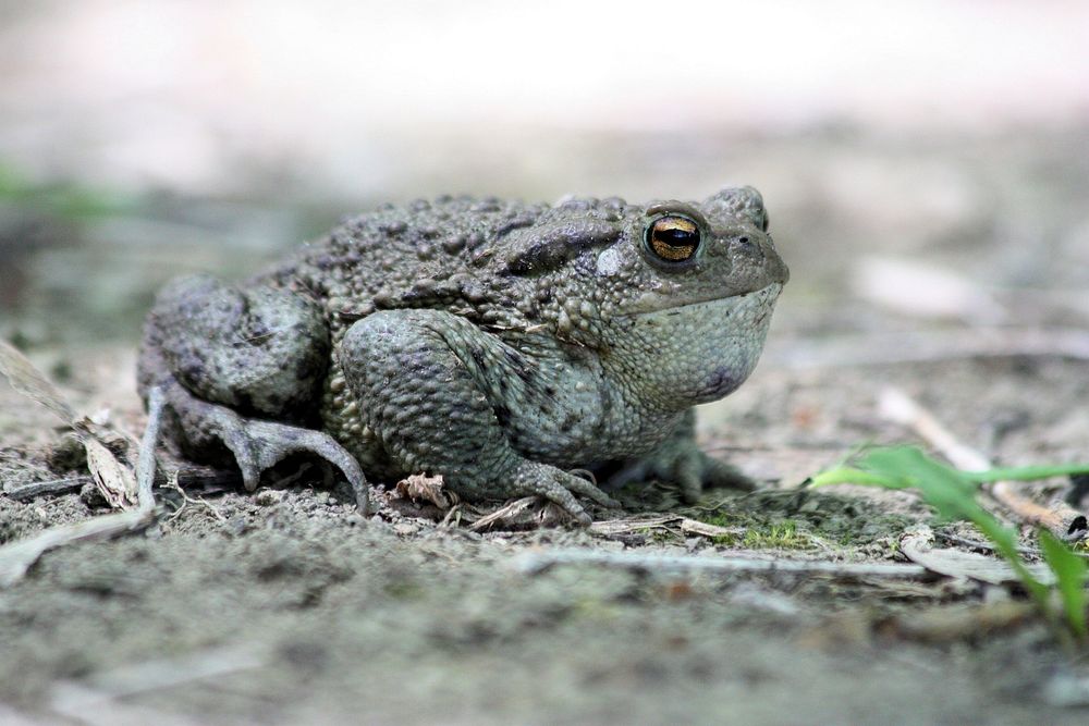 Toad amphibian animal. Free public domain CC0 image