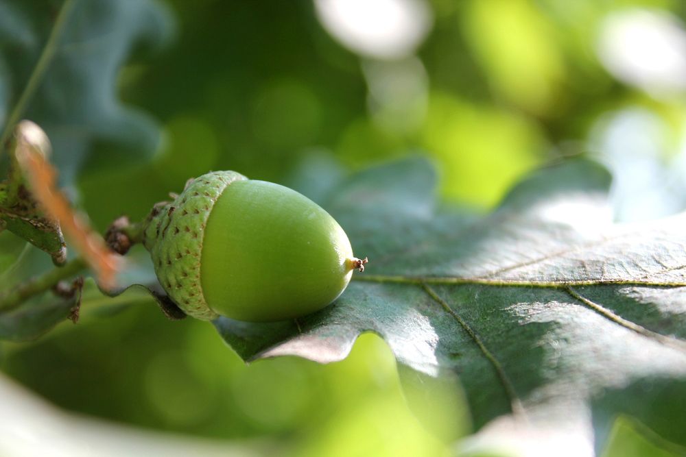 Botanical nature & plant leaves. Free public domain CC0 photo