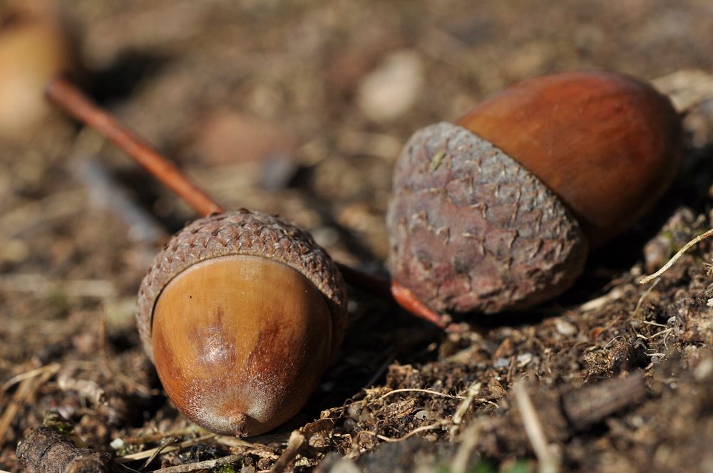 Closeup on acorns in soil. Free public domain CC0 photo.