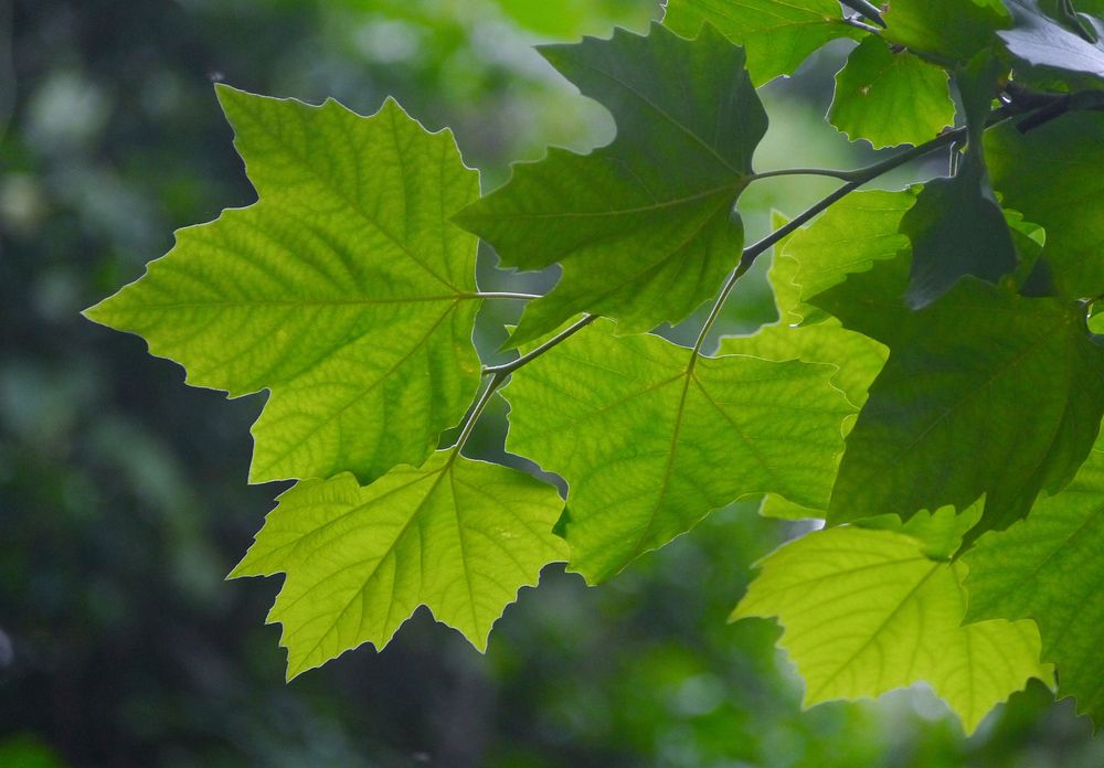 Green leaves, background photo. Free public domain CC0 image.