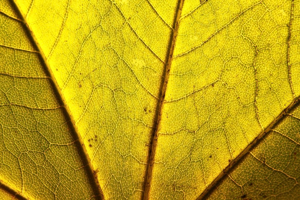 Old leaf autumn background. Free public domain CC0 image.