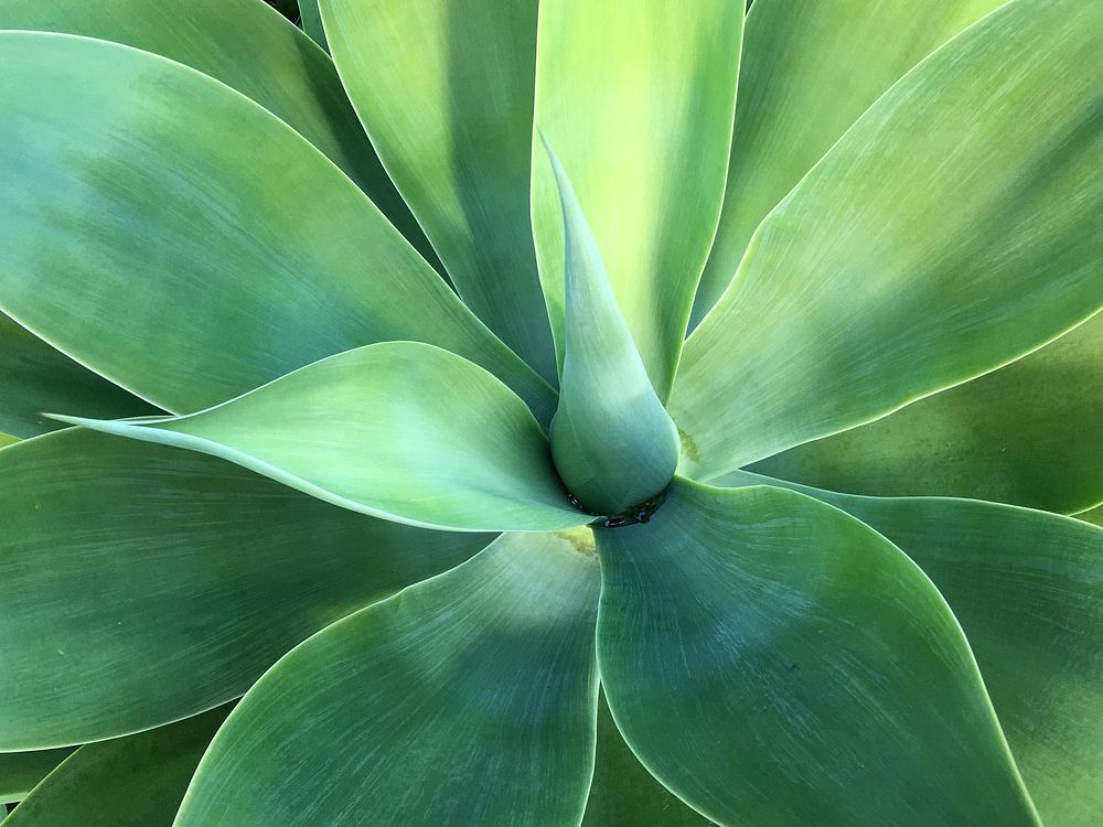 Foxtail agave. Free public domain CC0 image.