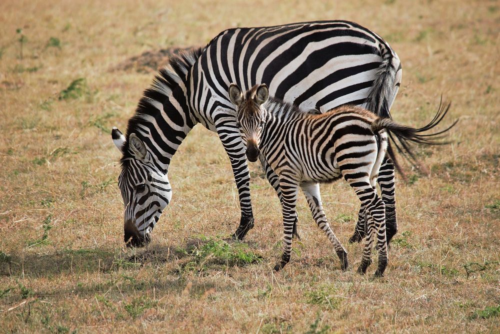 Zebra in the wild image. Free public domain CC0 photo.