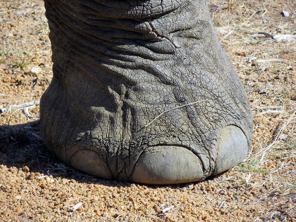 Elephant foot close up. Free public domain CC0 photo.