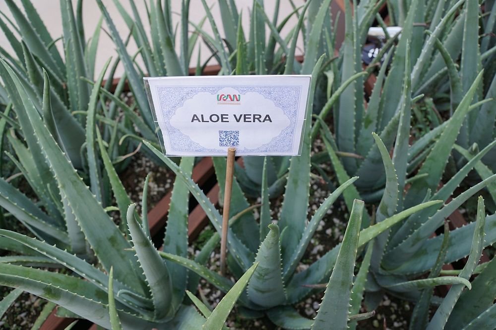 Aloe vera. Free public domain CC0 photo.