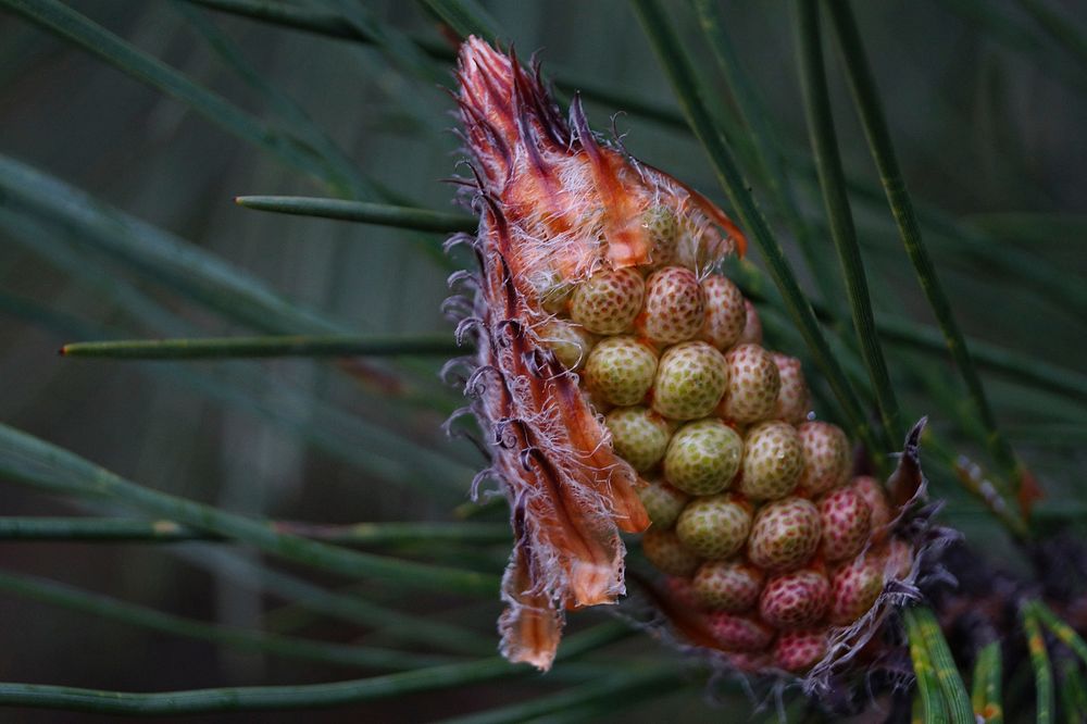 Pine cone. Free public domain CC0 image.