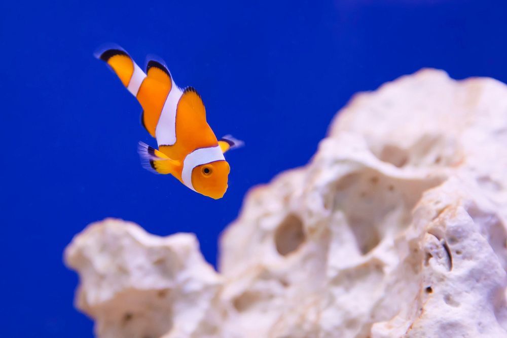 Swimming clownfish close up. Free public domain CC0 photo.