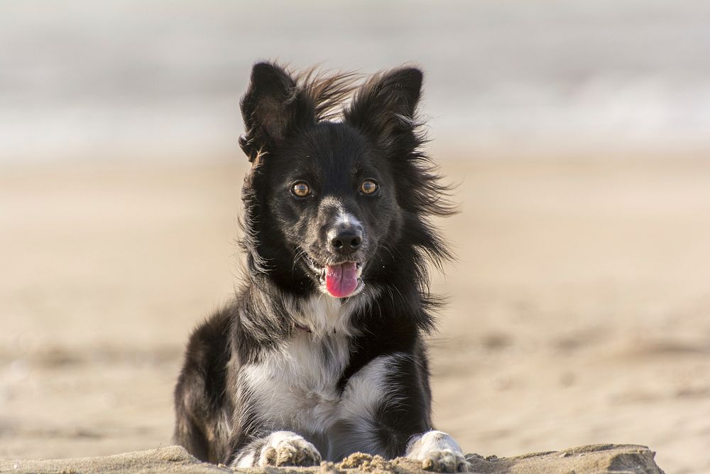 Border collie dog sitting on beach. Free public domain CC0 photo.