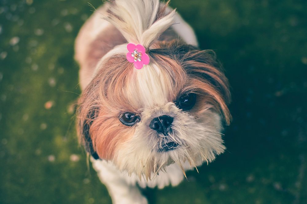Yorkshire terrier with flower hair tie. Free public domain CC0 photo.