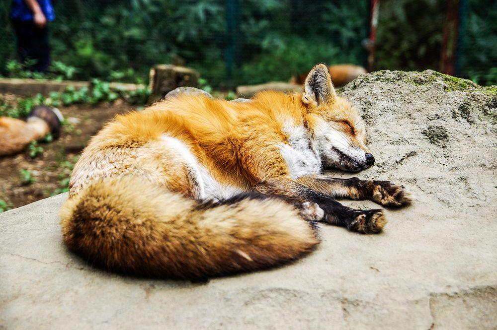 Sleeping red fox, animal background. Free public domain CC0 photo.