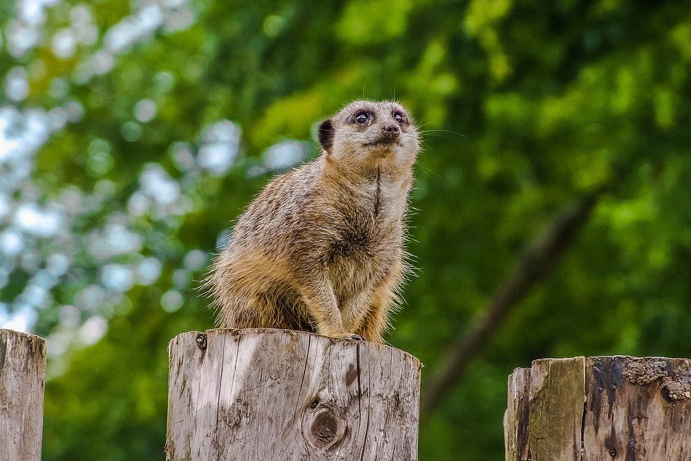Cute meerkat, animal background. Free public domain CC0 photo.