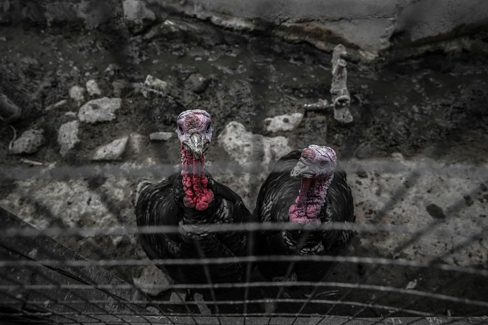 Turkeys, animal photography. Free public domain CC0 image.