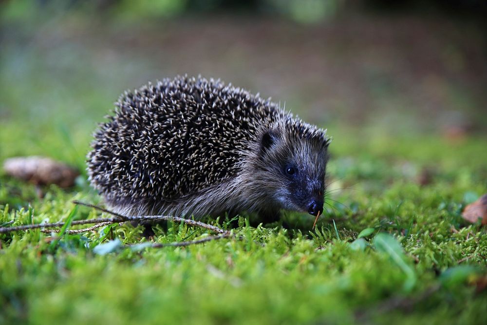 Cute hedgehog, animal image. Free public domain CC0 photo.