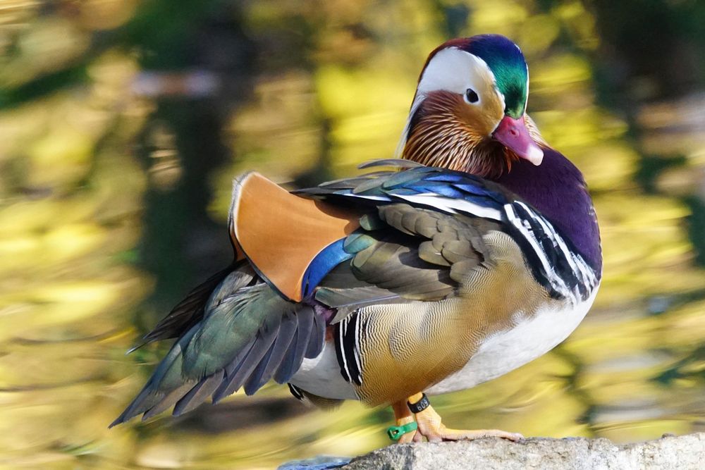 Standing mandarin duck close up. Free public domain CC0 photo.