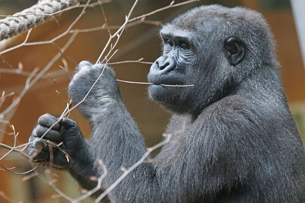 Gorilla image. Free public domain CC0 photo.