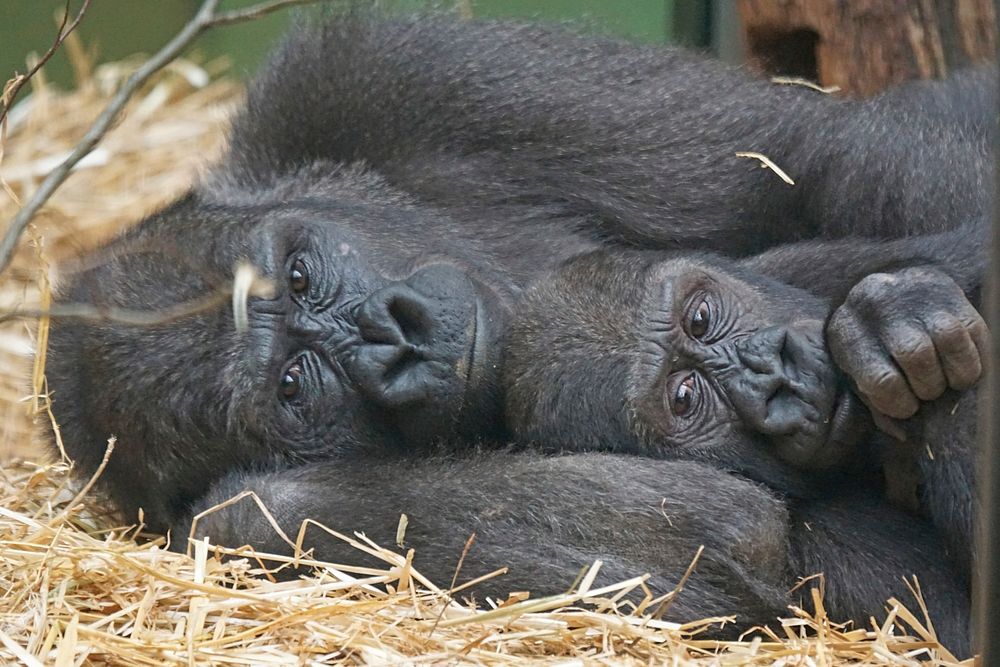 Gorilla image. Free public domain CC0 photo.