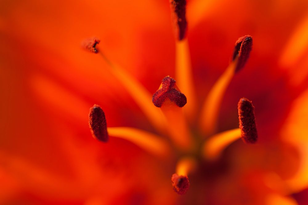 Flower pollen background, macro shot. Free public domain CC0 image.