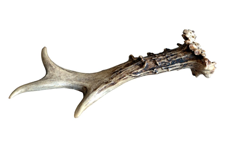 Animal horn bone. Free public domain CC0 photo.