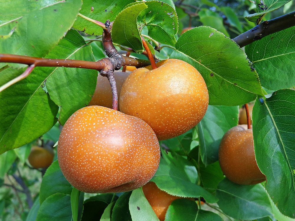 Closeup on Asian pears growing on tree. Free public domain CC0 photo.