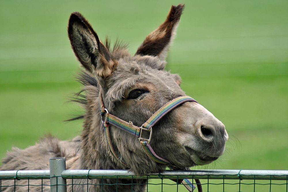 Donkey photo. Free public domain CC0 image.
