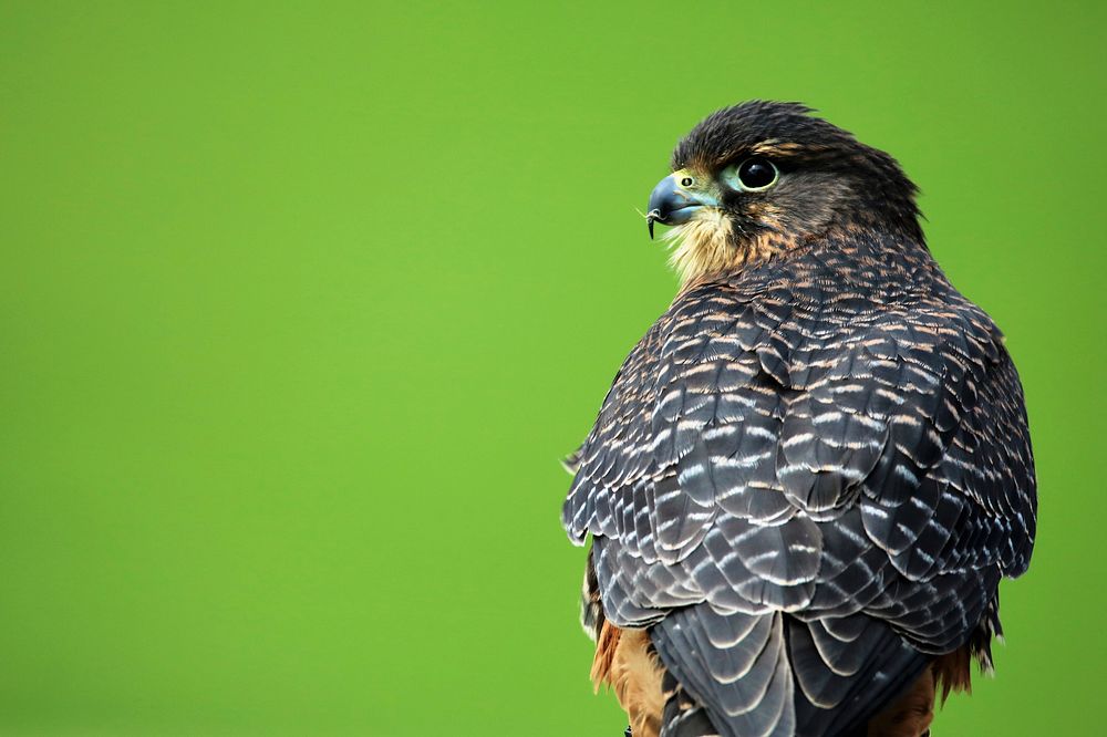 Falcon, bird photography. Free public domain CC0 image.