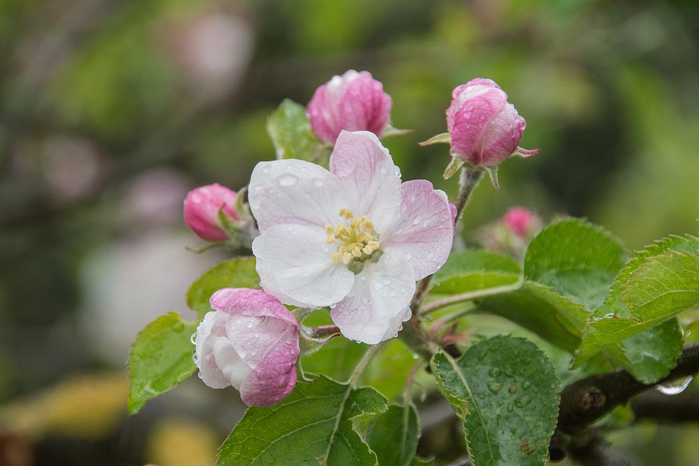 Apple blossom background. Free public domain CC0 image.