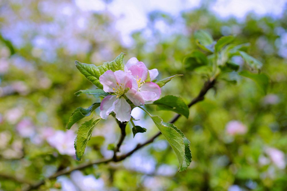 Apple blossom background. Free public domain CC0 image.