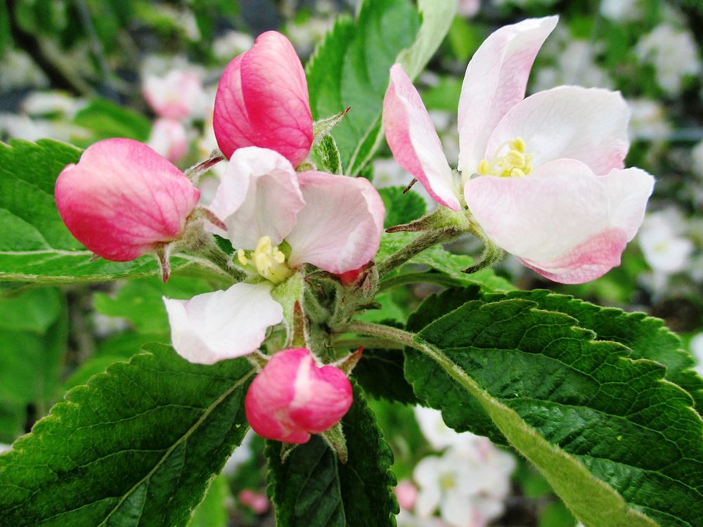 Apple blossom. Free public domain CC0 photo.