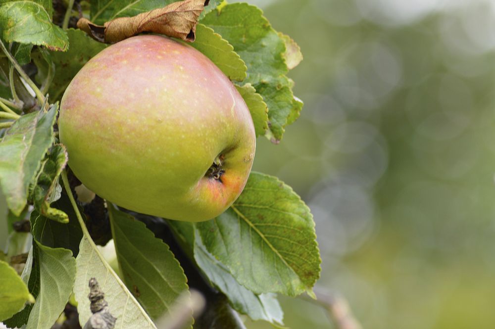 Closeup on apple in tree. Free public domain CC0 photo.