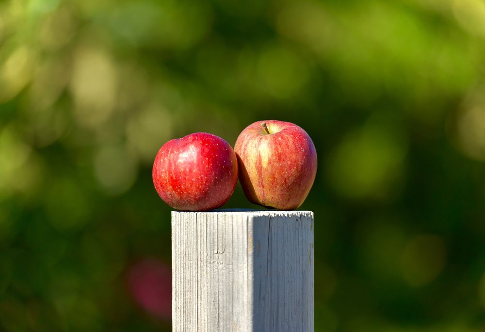Red apples on wooden rod. Free public domain CC0 photo.